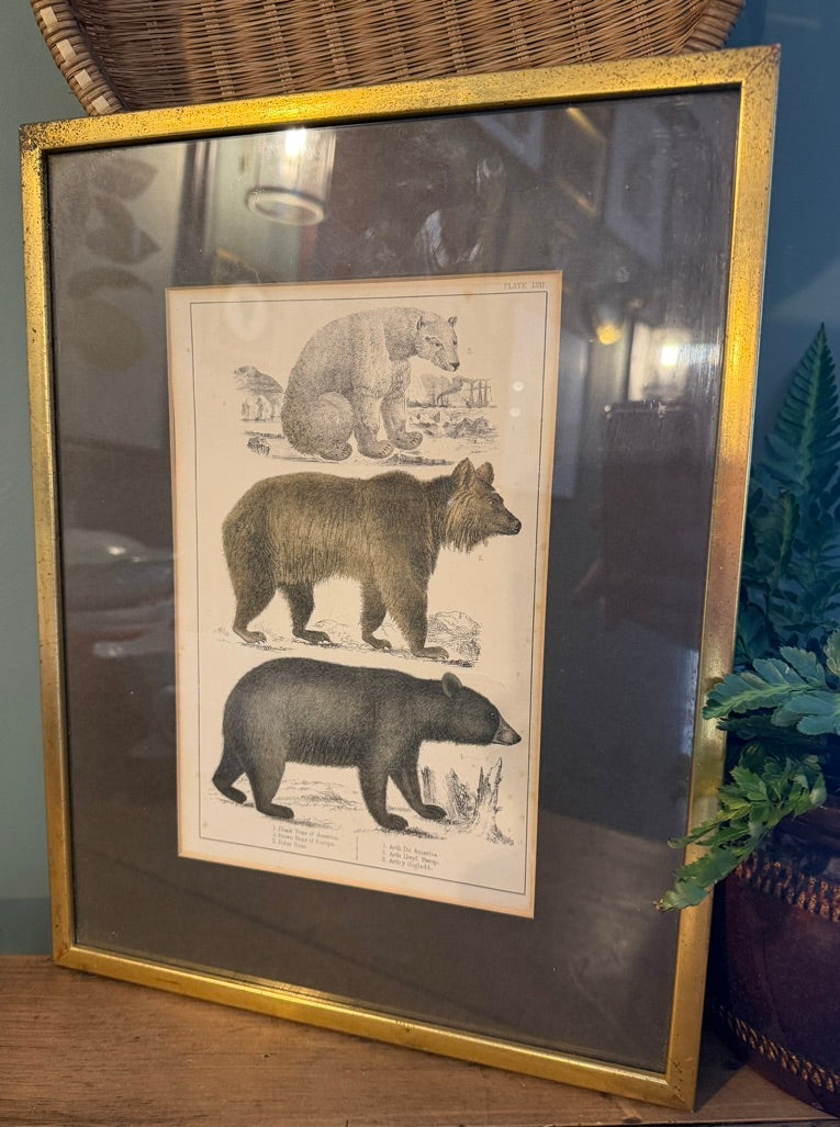Vintage Framed Book Plate Print - Bear