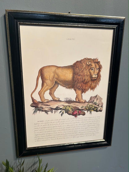 Vintage Zoological Italian Print - Framed