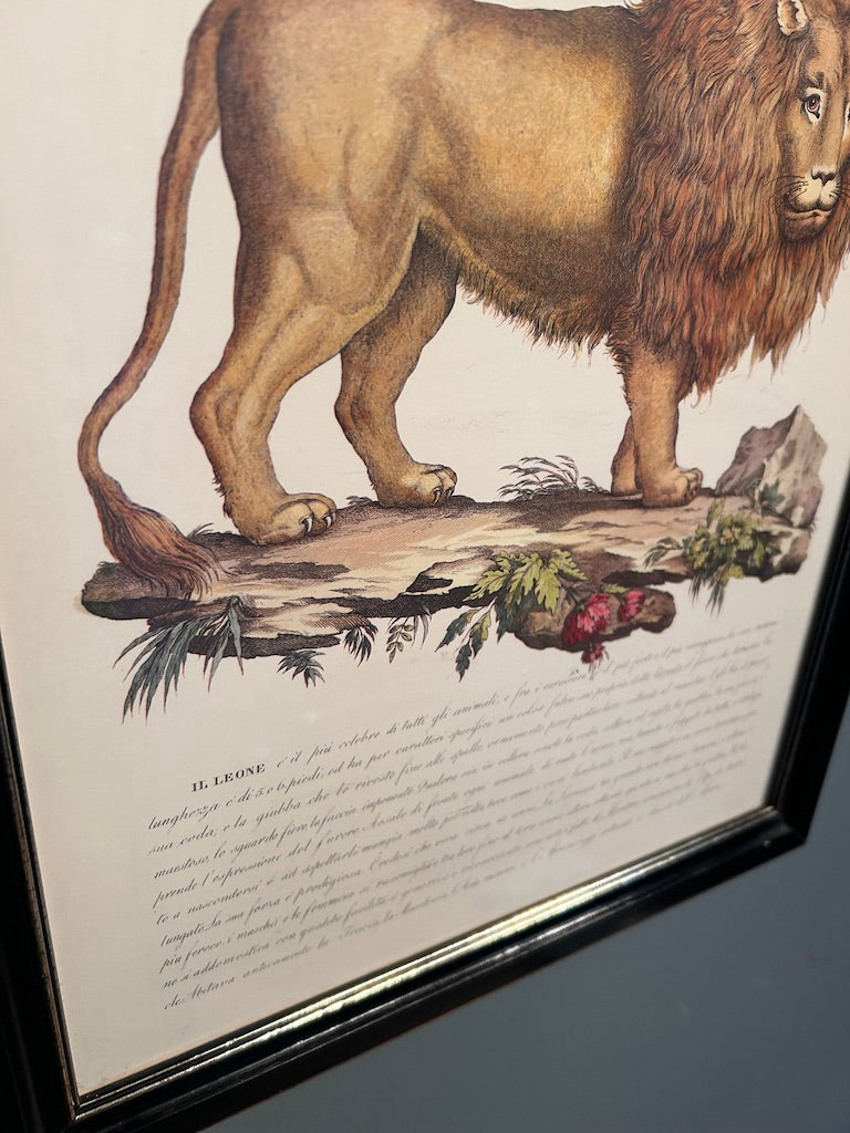 Vintage Zoological Italian Print - Framed