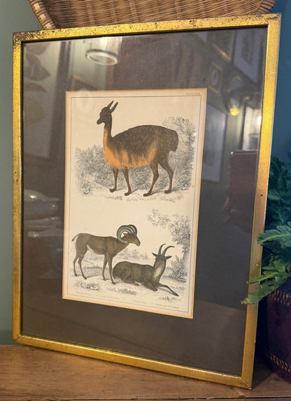 Vintage Framed Natural History Zoological Book Plate Print