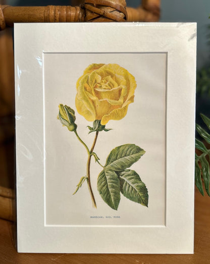 Botanical Mounted Print